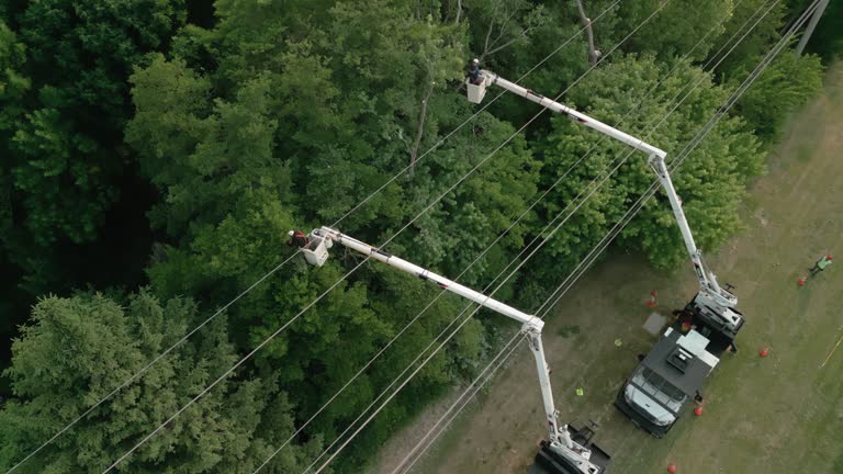 How Our Tree Care Process Works  in Tallassee, AL